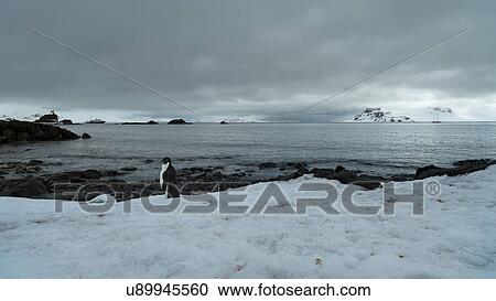 Stock Image - Antarctica in spring, South Shetland Islands. Fotosearch
