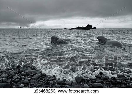 Antarctica in spring, South Shetland Islands View Large Photo Image Stock Image - Antarctica in spring, South Shetland Islands. Fotosearch