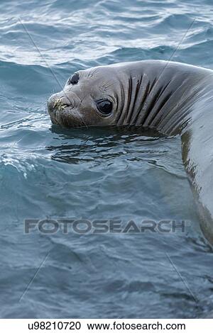 Stock Image - Antarctica in spring, South Shetland Islands. Fotosearch