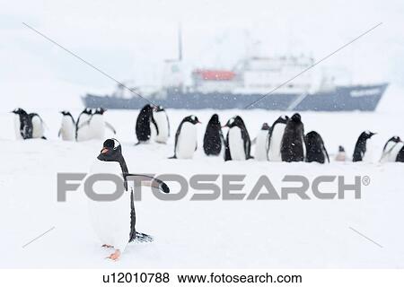 Antarctica in spring, South Shetland Islands View Large Photo Image Stock Photo - Antarctica in spring, South Shetland Islands. Fotosearch