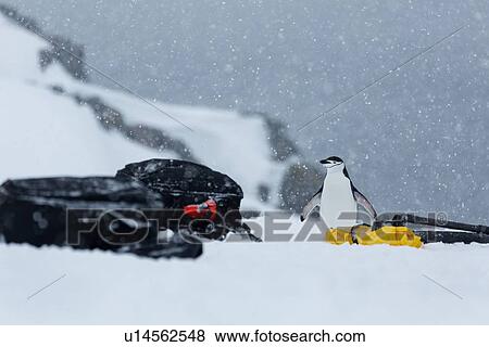 Antarctica in spring, South Shetland Islands View Large Photo Image Stock Photo - Antarctica in spring, South Shetland Islands. Fotosearch
