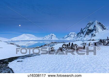 Stock Photo - Antarctica in spring, South Shetland Islands. Fotosearch