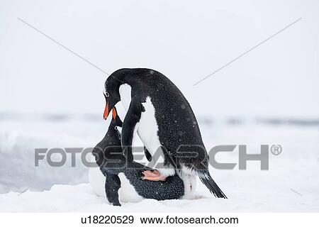 Antarctica in spring, South Shetland Islands View Large Photo Image Stock Photo - Antarctica in spring, South Shetland Islands. Fotosearch