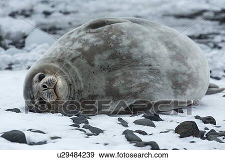 Stock Photo - Antarctica in spring, South Shetland Islands. Fotosearch