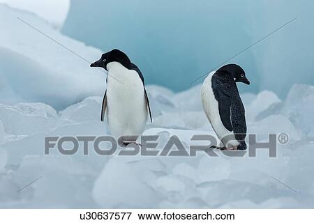 Antarctica in spring, South Shetland Islands View Large Photo Image Stock Photo - Antarctica in spring, South Shetland Islands. Fotosearch