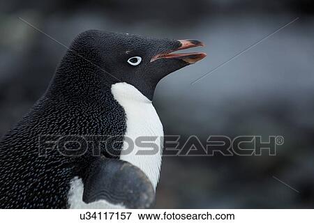 Stock Photo - Antarctica in spring, South Shetland Islands. Fotosearch