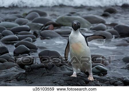 Antarctica in spring, South Shetland Islands View Large Photo Image Stock Photo - Antarctica in spring, South Shetland Islands. Fotosearch