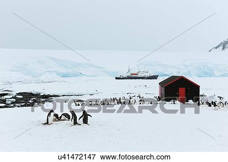 Antarctica in spring, South Shetland Islands View Large Photo Image Stock Photo - Antarctica in spring, South Shetland Islands. Fotosearch