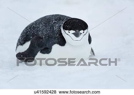 Stock Photo - Antarctica in spring, South Shetland Islands. Fotosearch