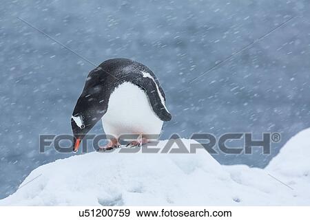Stock Photo - Antarctica in spring, South Shetland Islands. Fotosearch