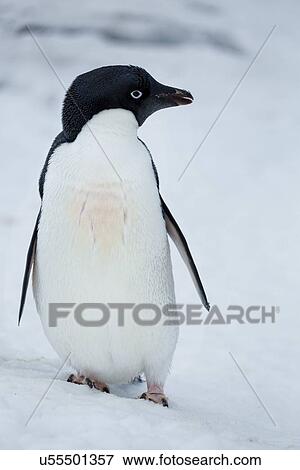 Stock Photo - Antarctica in spring, South Shetland Islands. Fotosearch