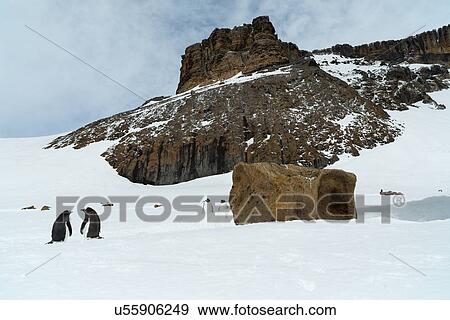 Stock Photo - Antarctica in spring, South Shetland Islands. Fotosearch