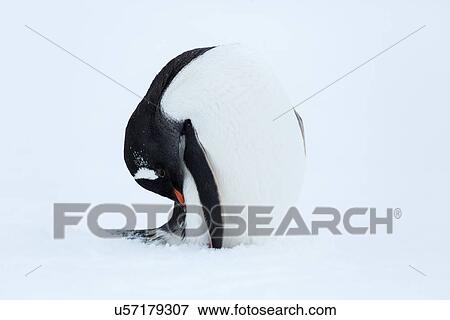 Antarctica in spring, South Shetland Islands View Large Photo Image Stock Photo - Antarctica in spring, South Shetland Islands. Fotosearch
