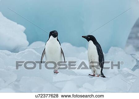 Antarctica in spring, South Shetland Islands View Large Photo Image Stock Photo - Antarctica in spring, South Shetland Islands. Fotosearch