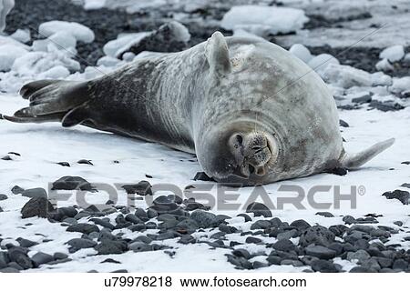 Antarctica in spring, South Shetland Islands View Large Photo Image Stock Photo - Antarctica in spring, South Shetland Islands. Fotosearch