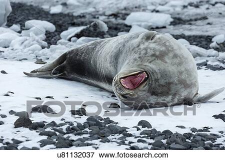 Stock Photo - Antarctica in spring, South Shetland Islands. Fotosearch