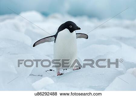 Antarctica in spring, South Shetland Islands View Large Photo Image Stock Photo - Antarctica in spring, South Shetland Islands. Fotosearch