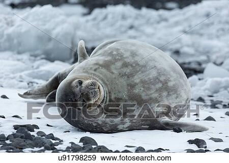 Stock Photo - Antarctica in spring, South Shetland Islands. Fotosearch