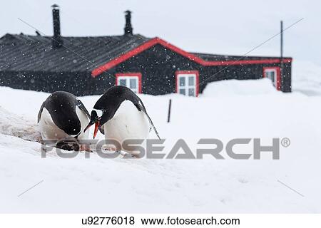 Stock Photo - Antarctica in spring, South Shetland Islands. Fotosearch