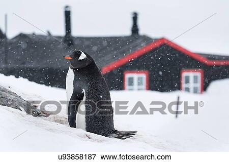 Stock Photo - Antarctica in spring, South Shetland Islands. Fotosearch