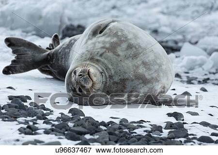 Stock Photo - Antarctica in spring, South Shetland Islands. Fotosearch