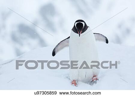 Antarctica in spring, South Shetland Islands View Large Photo Image Stock Photo - Antarctica in spring, South Shetland Islands. Fotosearch