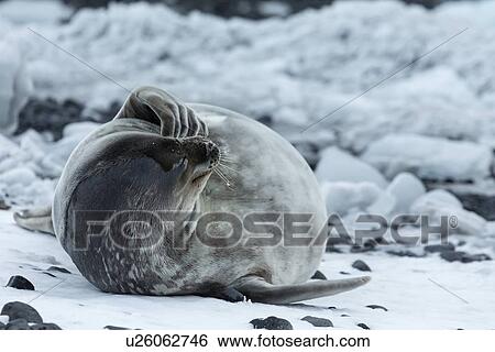 Stock Photograph - Antarctica in spring, South Shetland Islands. Fotosearch