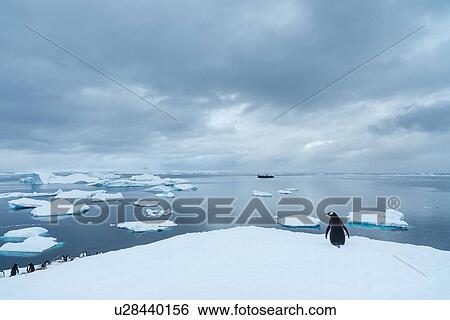 Antarctica in spring, South Shetland Islands View Large Photo Image Stock Photograph - Antarctica in spring, South Shetland Islands. Fotosearch