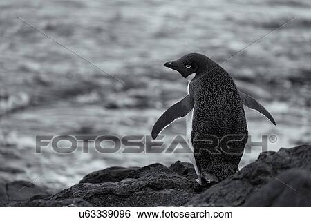 Stock Photograph - Antarctica in spring, South Shetland Islands. Fotosearch