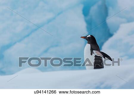 Stock Photograph - Antarctica in spring, South Shetland Islands. Fotosearch