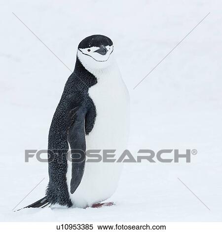 Stock Photography - Antarctica in spring, South Shetland Islands. Fotosearch