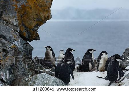 Stock Photography - Antarctica in spring, South Shetland Islands. Fotosearch