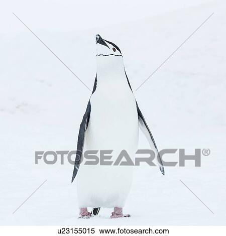 Antarctica in spring, South Shetland Islands View Large Photo Image Stock Photography - Antarctica in spring, South Shetland Islands. Fotosearch
