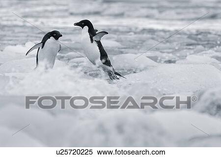 Stock Photography - Antarctica in spring, South Shetland Islands. Fotosearch