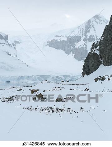 Stock Photography - Antarctica in spring, South Shetland Islands. Fotosearch