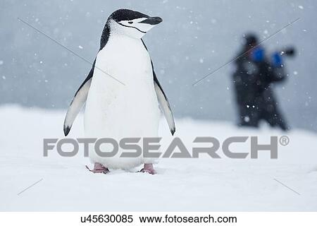 Stock Photography - Antarctica in spring, South Shetland Islands. Fotosearch