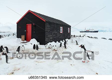 Stock Photography - Antarctica in spring, South Shetland Islands. Fotosearch