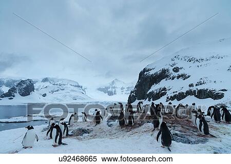 Stock Photography - Antarctica in spring, South Shetland Islands. Fotosearch