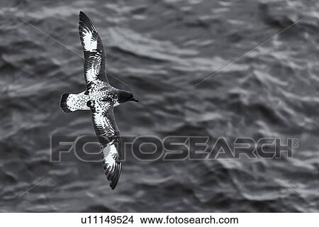 Birds of Antarctica View Large Photo Image Picture - Birds of Antarctica. Fotosearch