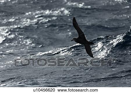 Stock Image - Birds of Antarctica. Fotosearch