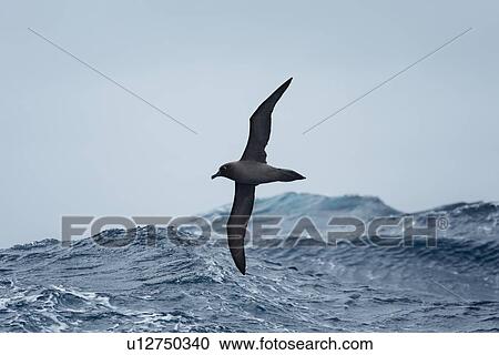 Birds of Antarctica View Large Photo Image Stock Image - Birds of Antarctica. Fotosearch