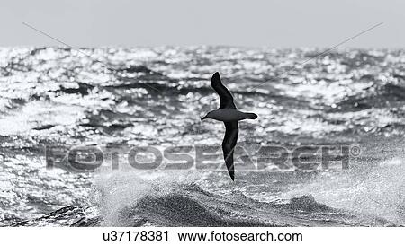 Stock Image - Birds of Antarctica. Fotosearch