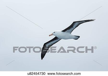 Birds of Antarctica View Large Photo Image Stock Image - Birds of Antarctica. Fotosearch