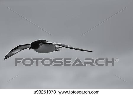 Birds of Antarctica View Large Photo Image Stock Image - Birds of Antarctica. Fotosearch