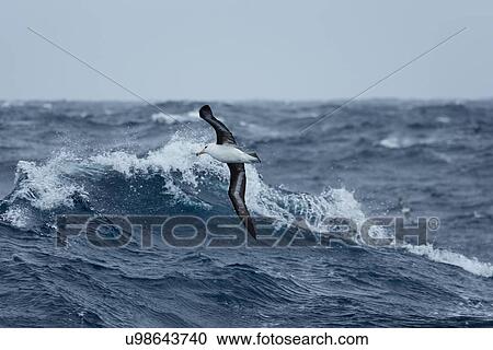 Stock Image - Birds of Antarctica. Fotosearch