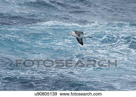 Stock Photo - Birds of Antarctica. Fotosearch
