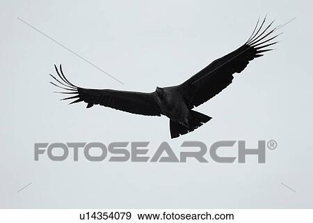 Stock Photo - Condor silhouette, Patagonia. Fotosearch