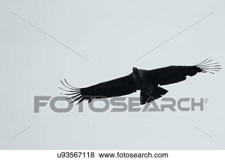 Stock Photo - Condor silhouette, Patagonia. Fotosearch
