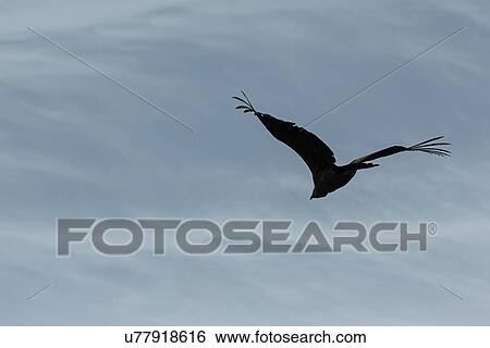 Stock Photograph - Condor silhouette, Patagonia. Fotosearch