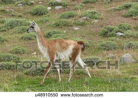 Stock Image - Guanaco close up, Patagonia. Fotosearch